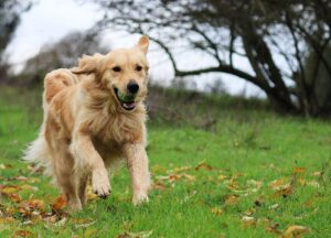 10 важных правил для безопасной прогулки со своей собакой